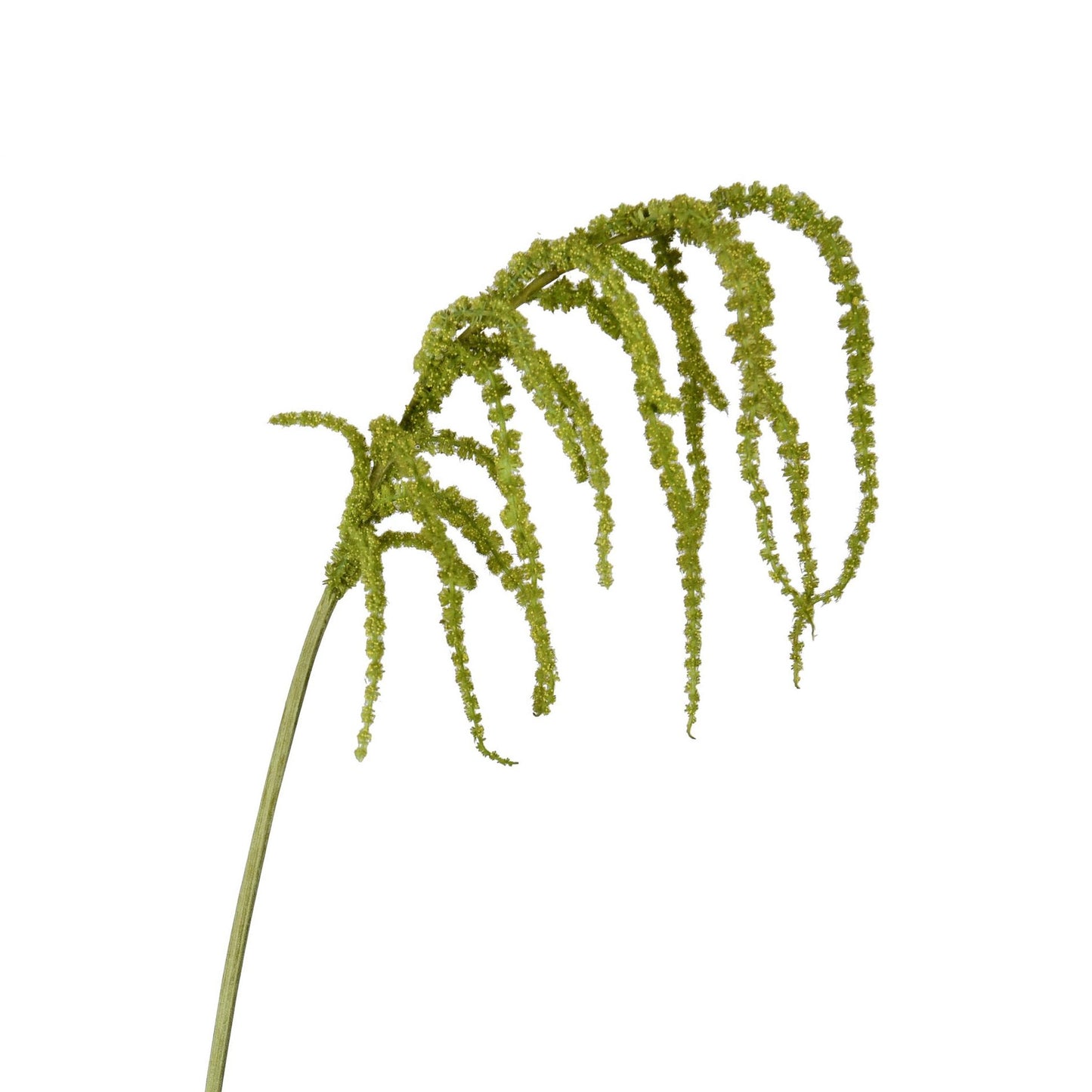 Amaranthus Hanging Spray