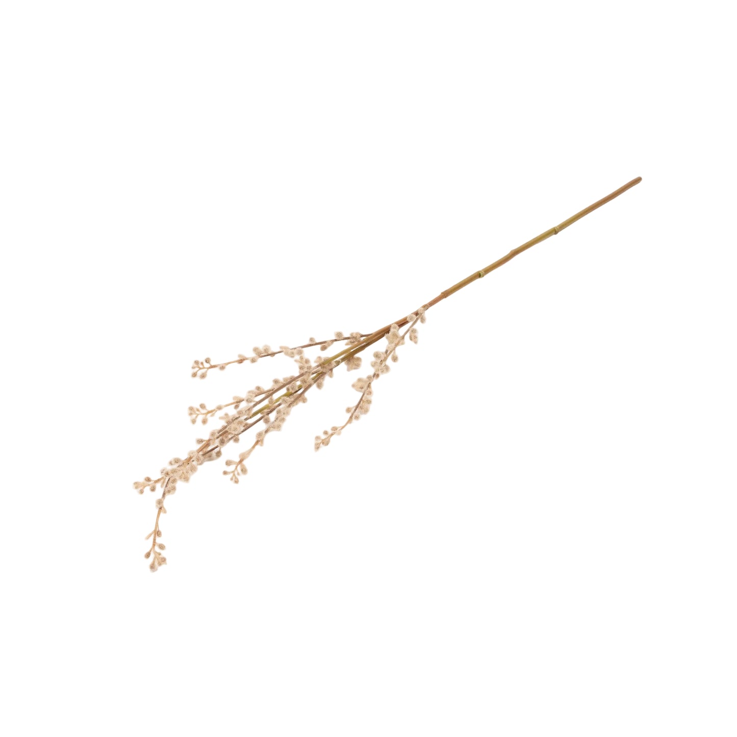 Fuzzy Willow Branch