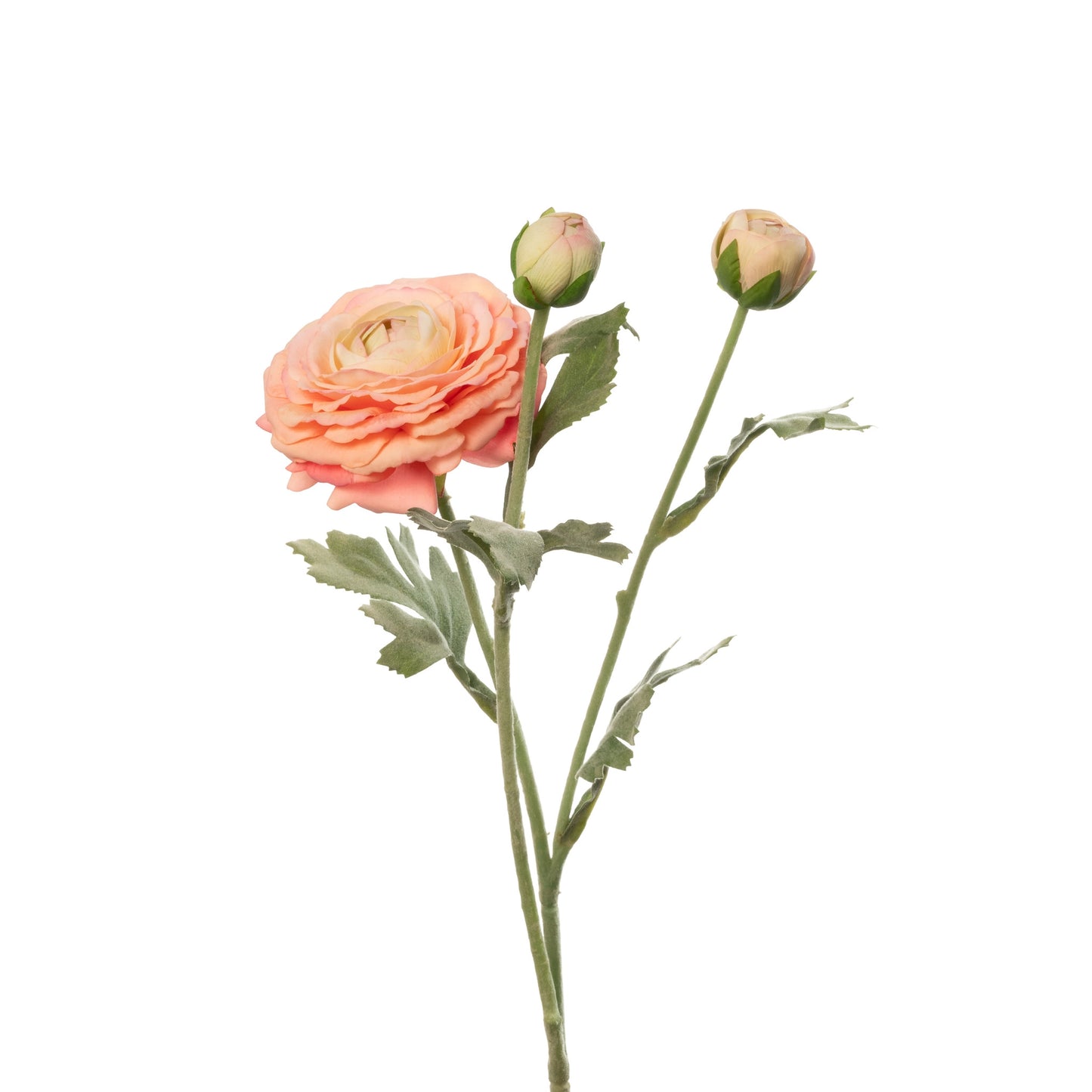 Coral Ranunculus