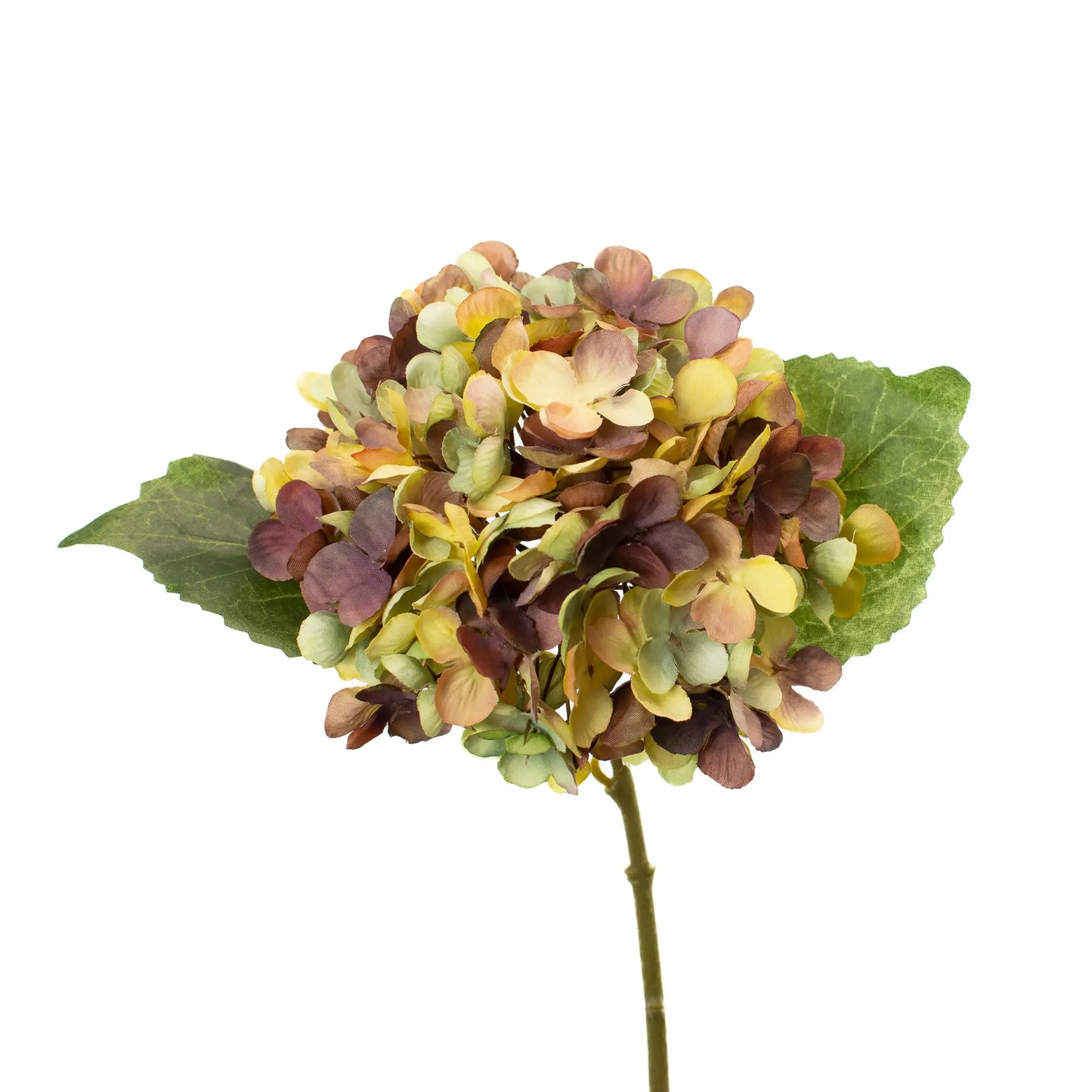 Multicolor Hydrangea Stem