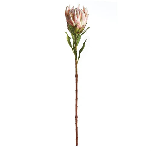 Pink Protea Stalk