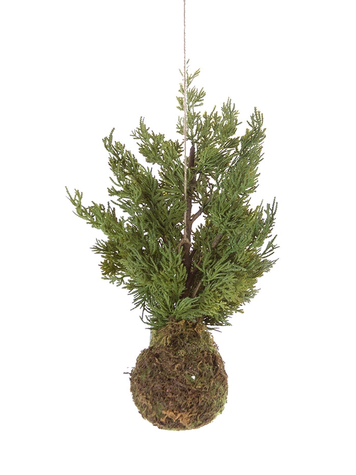 Cypress Tree in Moss Pot