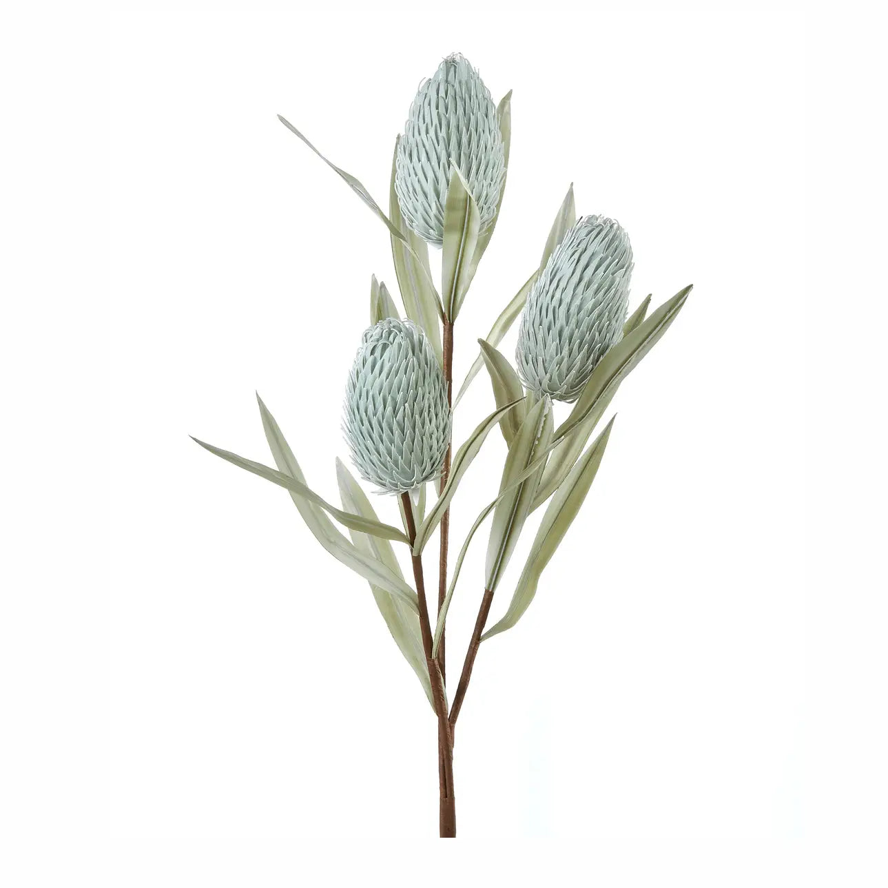 Mist Protea Stalk