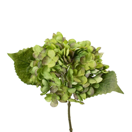 Green Hydrangea Stem