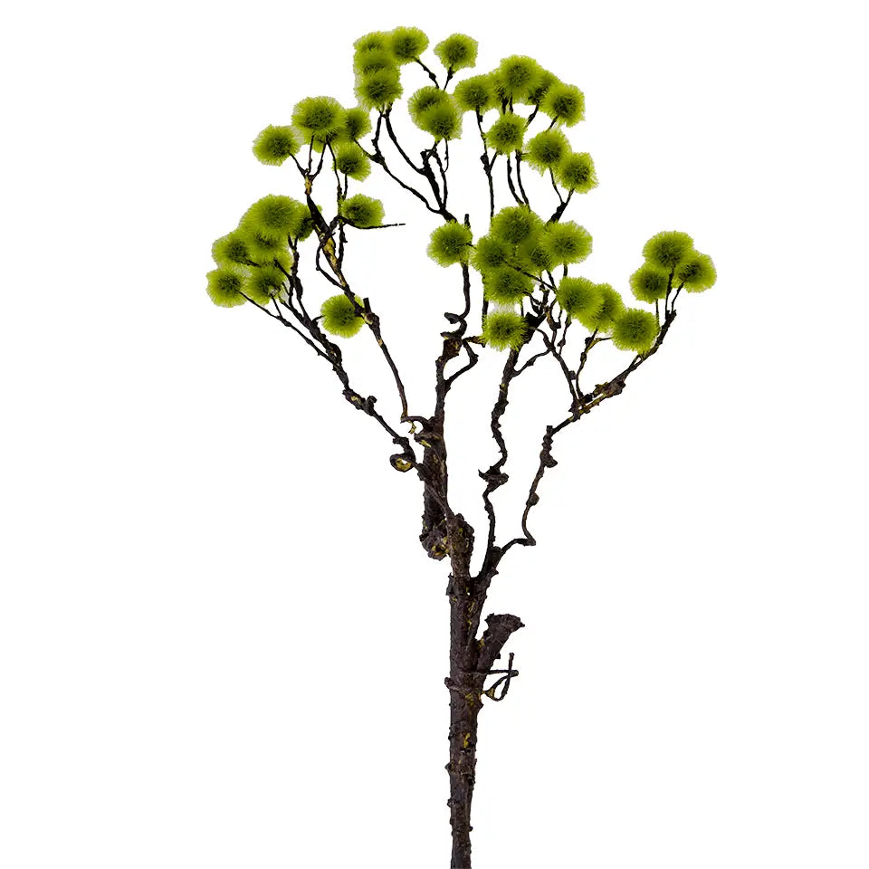 Moss Ball Branch