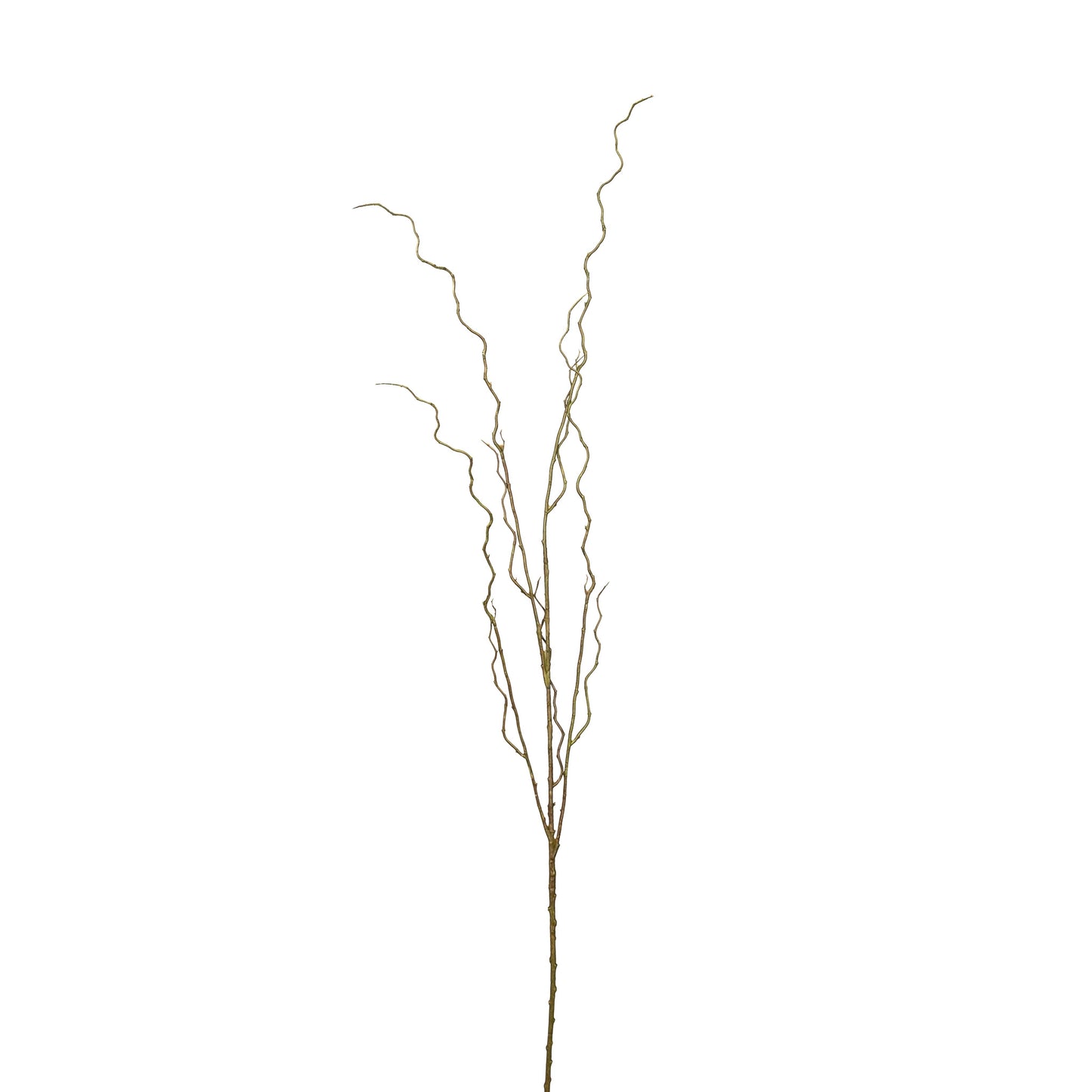 Curly Willow Branch