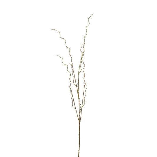 Curly Willow Branch