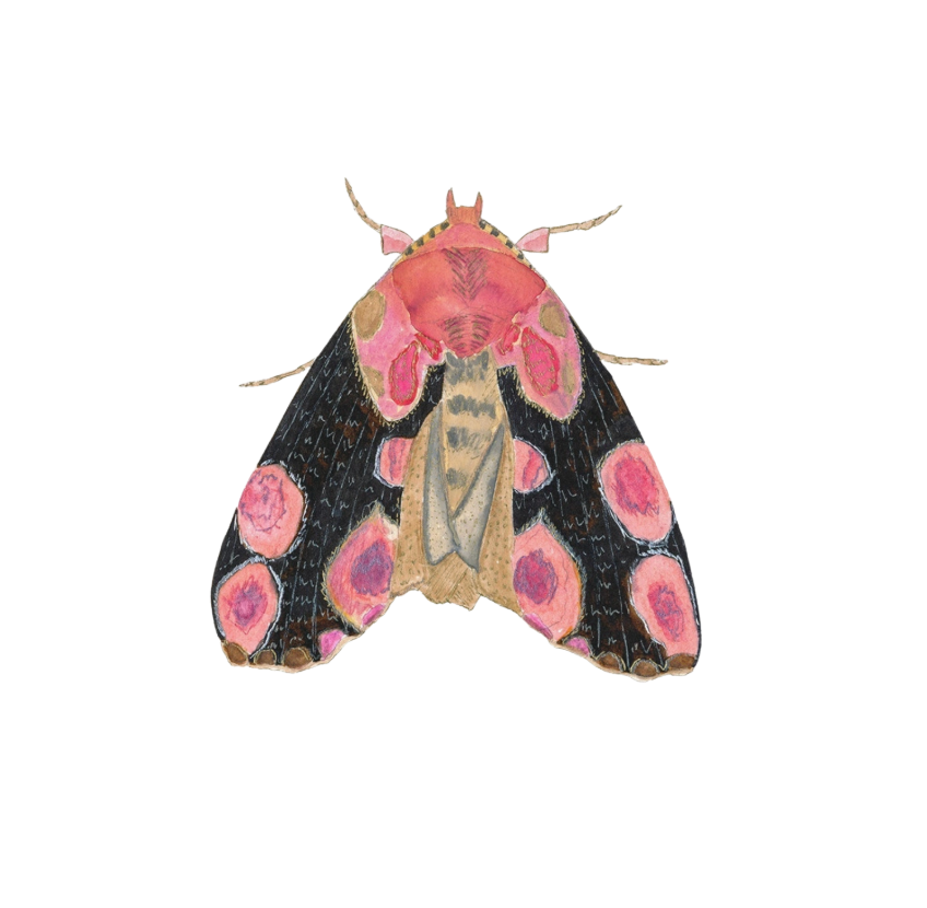 Bug Print - 8x10
