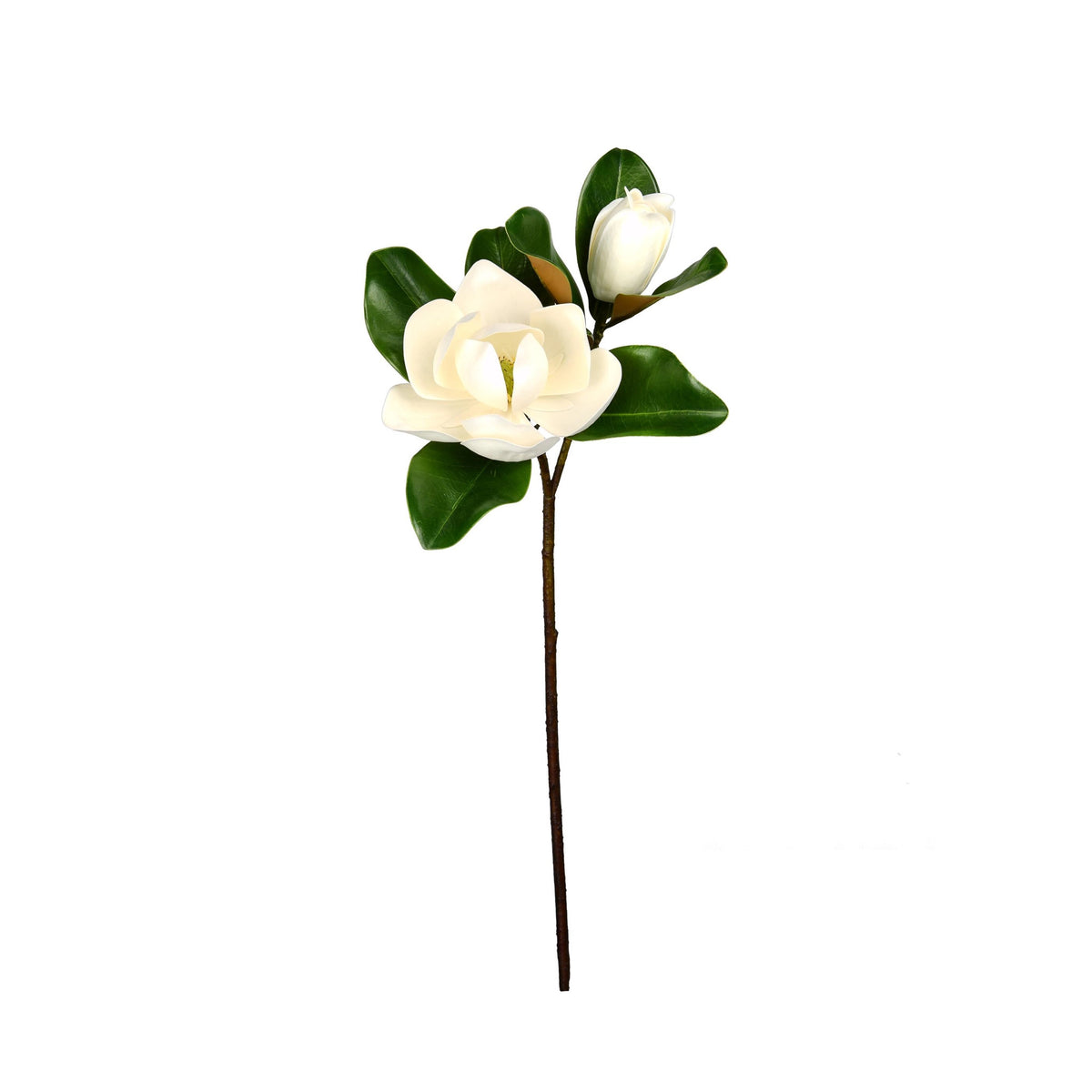 Magnolia Flower/Bloom Stem